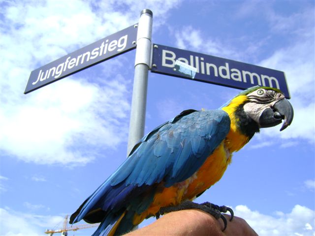 Fahrradsternfahrt Hamburg Vogel-Klaus 2134